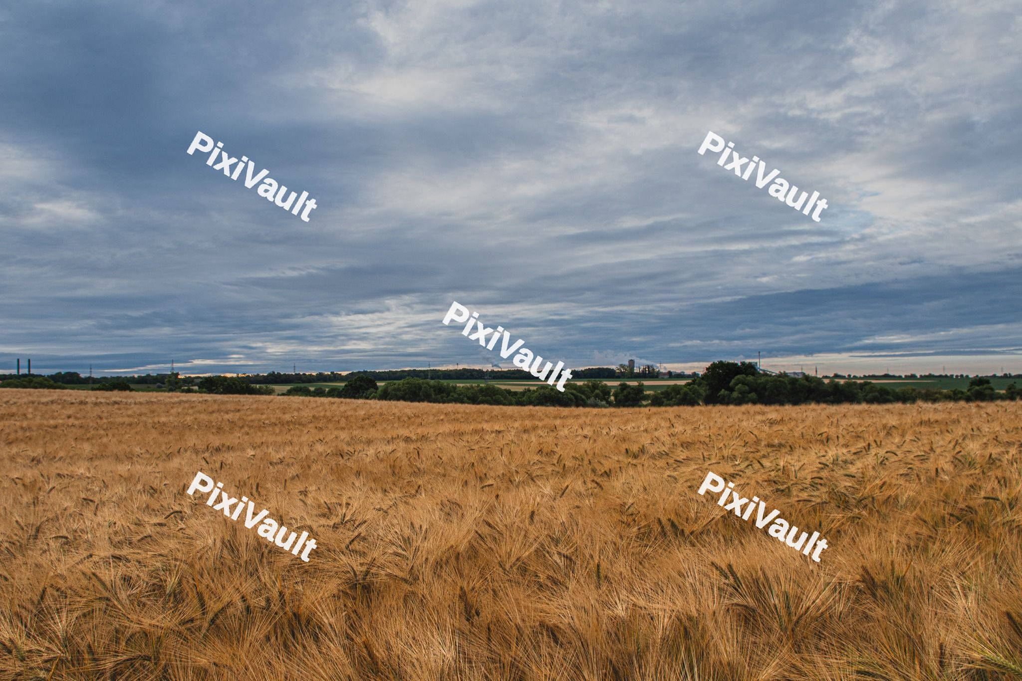 Wheat field